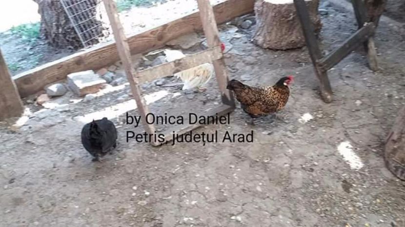  - Pui şi găini americane