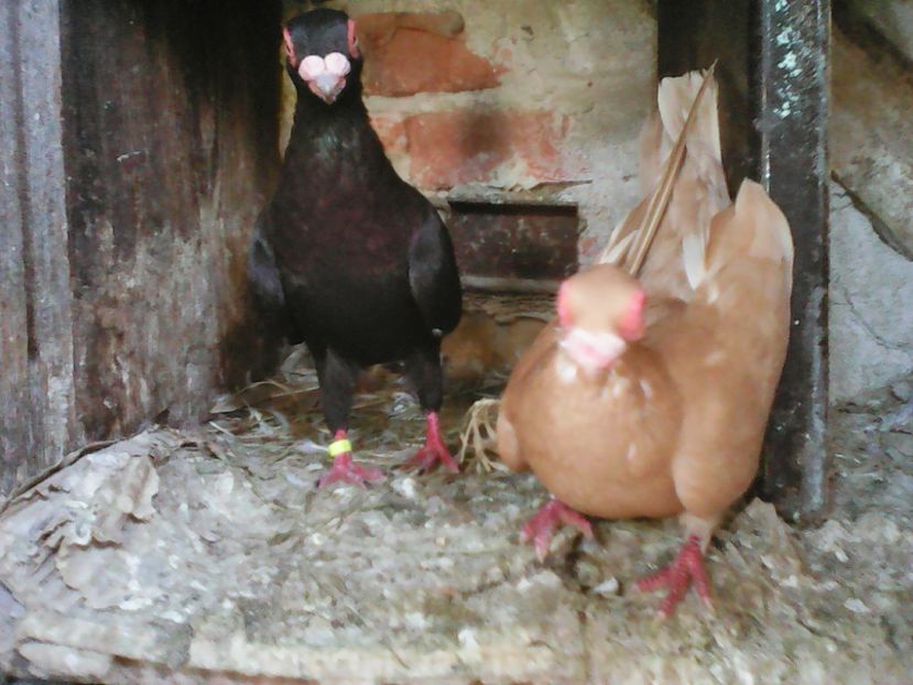 M  2017  negru vândut - Vind Schimb Cumpar Donez