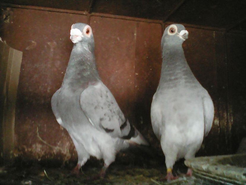  - Vind Schimb Cumpar Donez