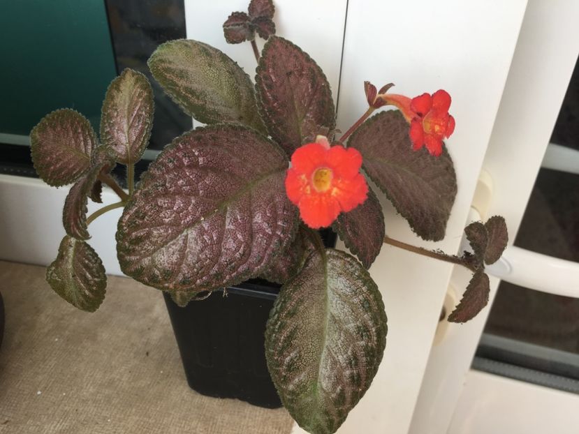  - Episcia