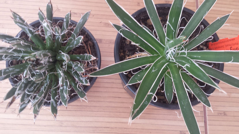 Vandut Agave Toumeyana Bela și Agave Shidigera  Banded 100 - Vandute