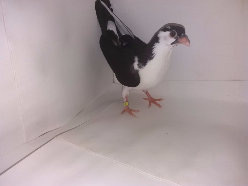 2048  2017_2 - tineret 2017