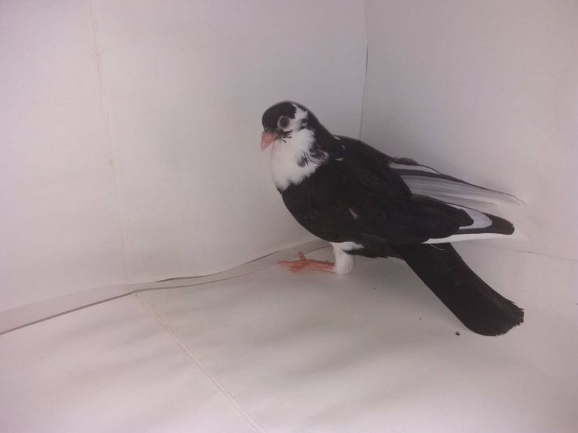 2048  2017_3 - tineret 2017