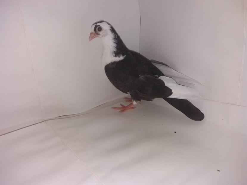 2049  2017_1 - tineret 2017