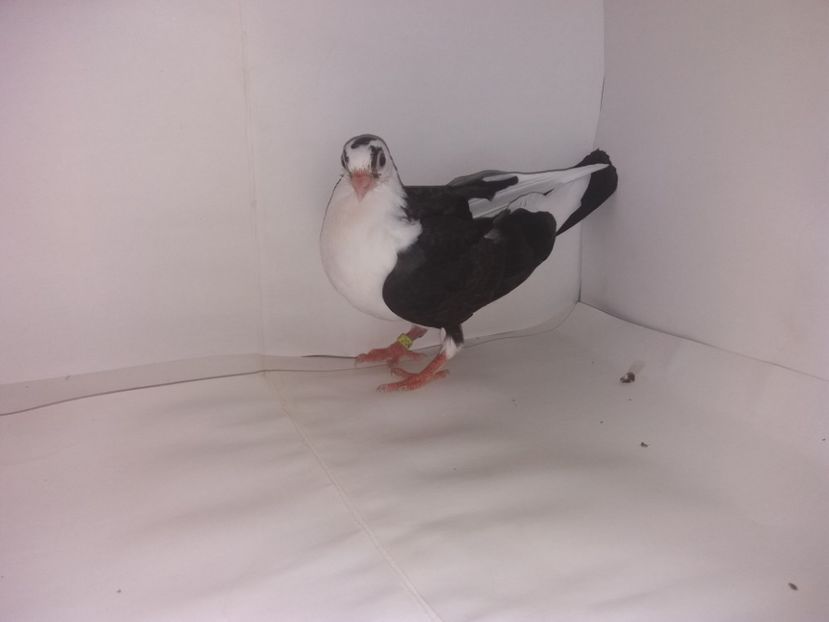 2049  2017_2 - tineret 2017