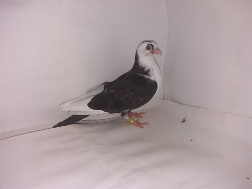 2049  2017_3 - tineret 2017