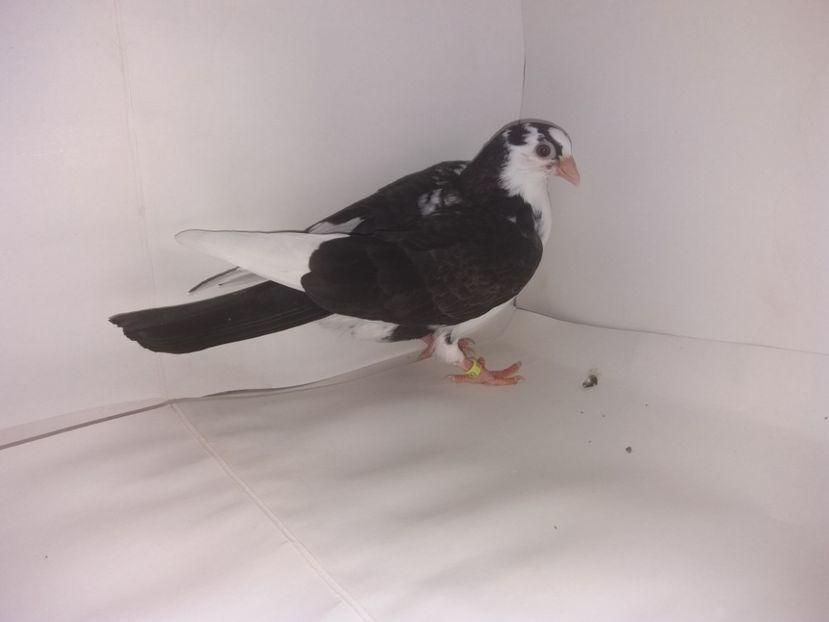 2050  2017_1 - tineret 2017