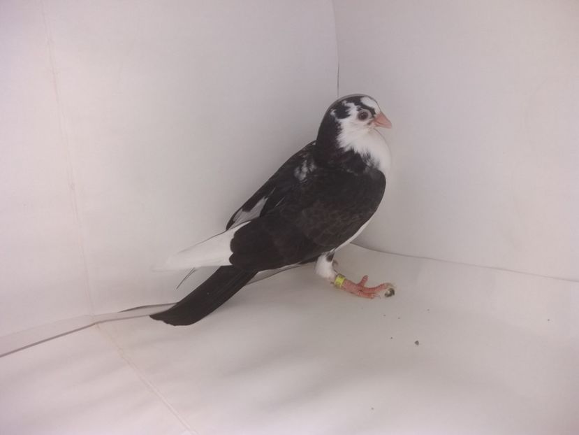 2050  2017_2 - tineret 2017