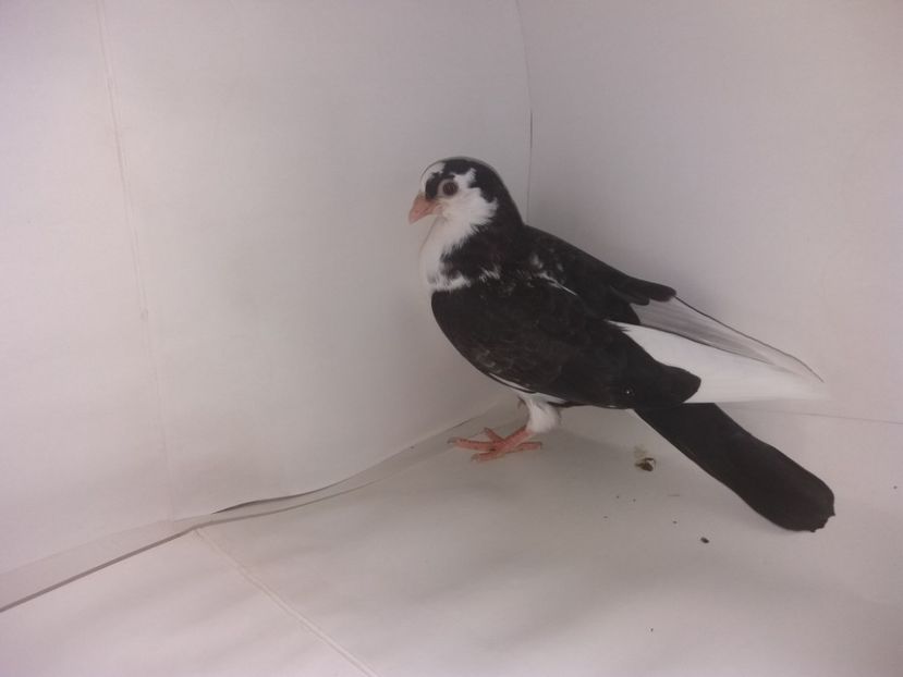 2050  2017_3 - tineret 2017