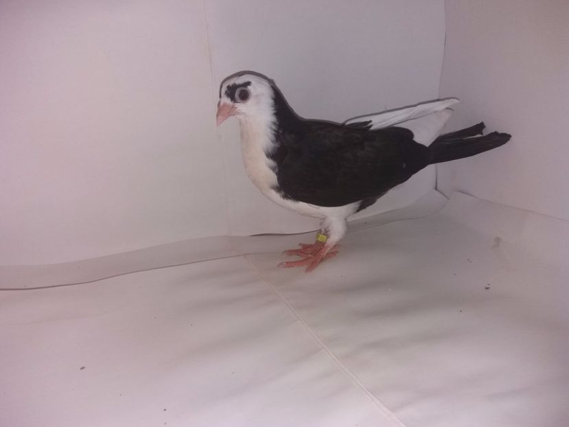 2051  2017_1 - tineret 2017