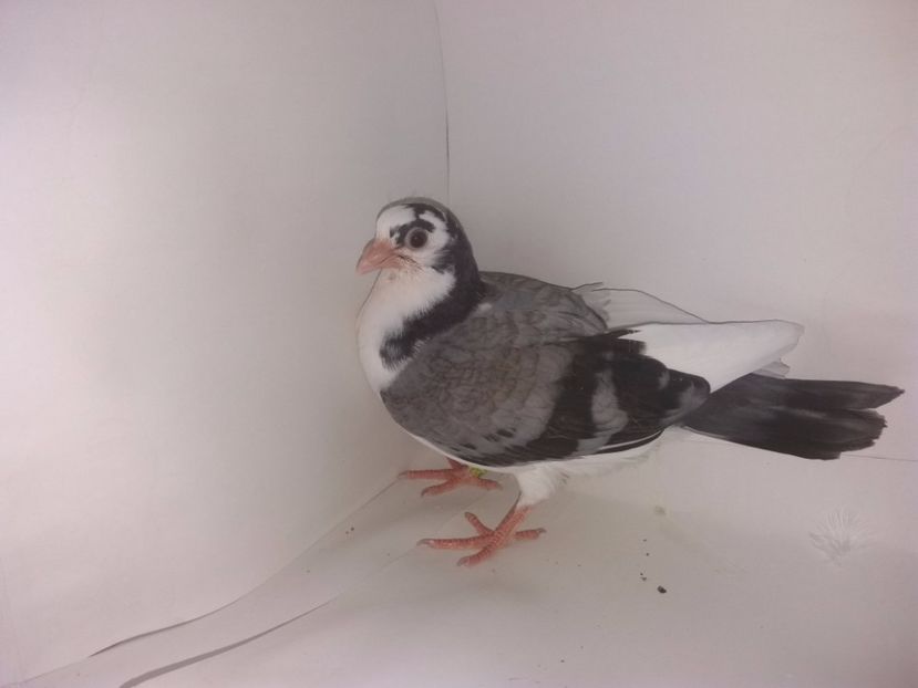 2047  2017_1 - tineret 2017