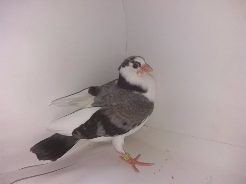 2047  2017_2 - tineret 2017