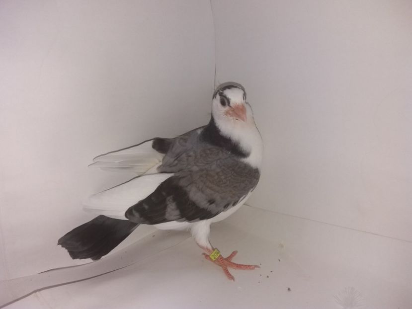 2047  2017_3 - tineret 2017