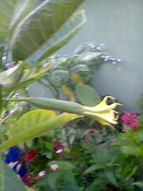 Fotogr.0451 - august 2017