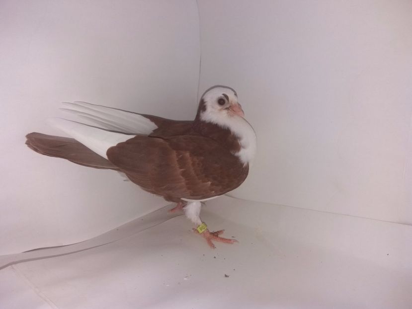 2043  2017_2 - tineret 2017