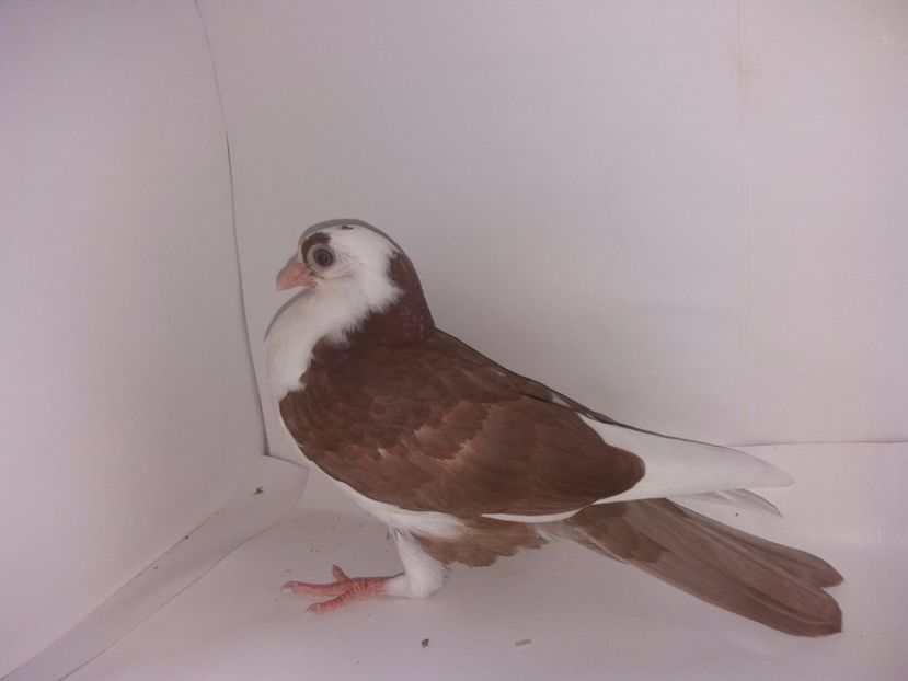 2043  2017_3 - tineret 2017