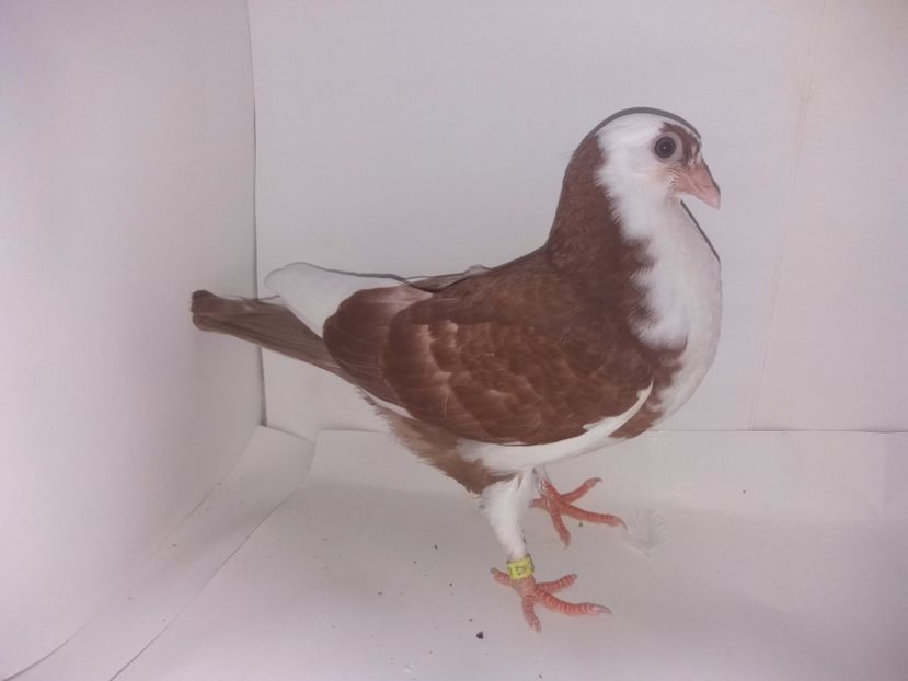 2044  2017_1 - tineret 2017