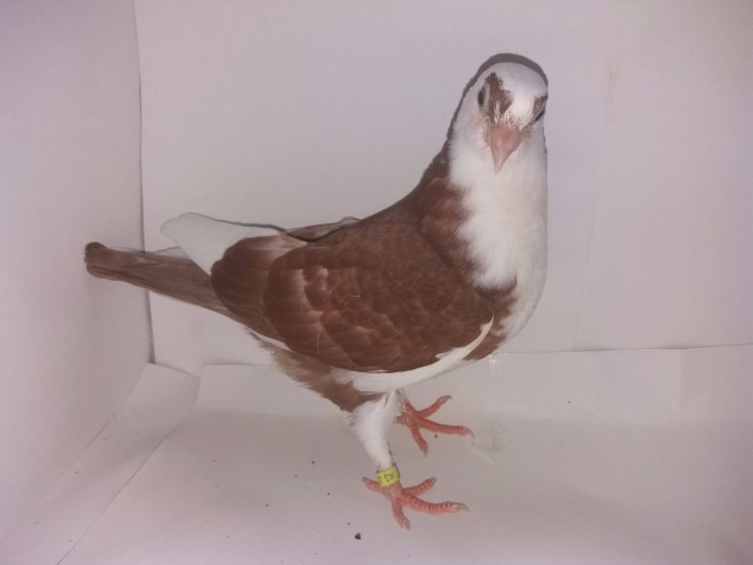 2044  2017_2 - tineret 2017