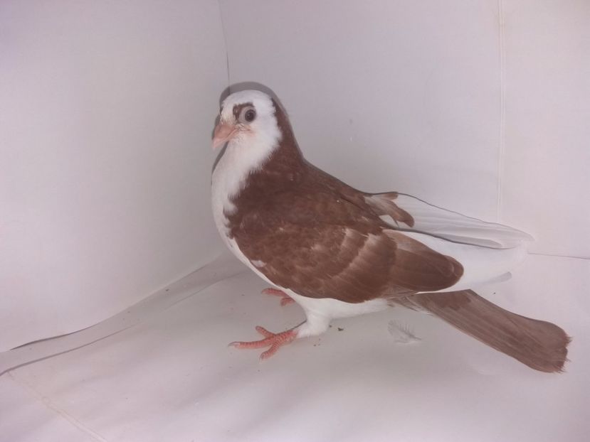 2044  2017_3 - tineret 2017