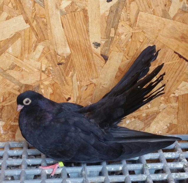 Pui 19b - Pui 2017 Negri Trenati de Bucuresti - negri turci