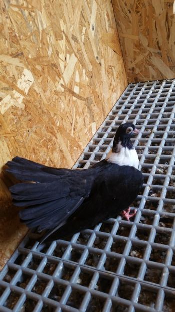 Pui 21a - Pui 2017 Negri Trenati de Bucuresti - negri turci