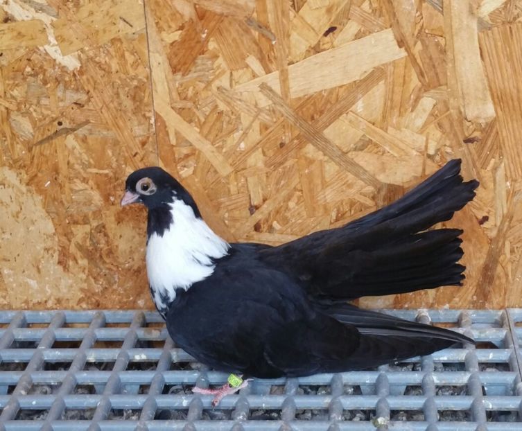 Pui 21b - Pui 2017 Negri Trenati de Bucuresti - negri turci