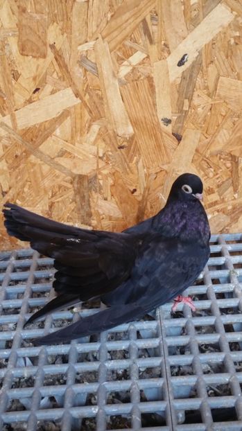 Pui 22a - Pui 2017 Negri Trenati de Bucuresti - negri turci