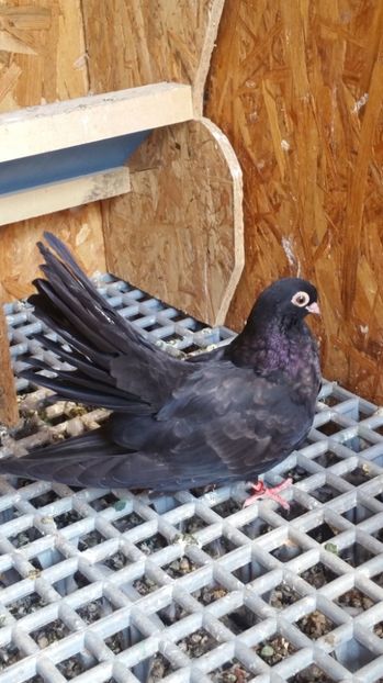 Pui 22b - Pui 2017 Negri Trenati de Bucuresti - negri turci