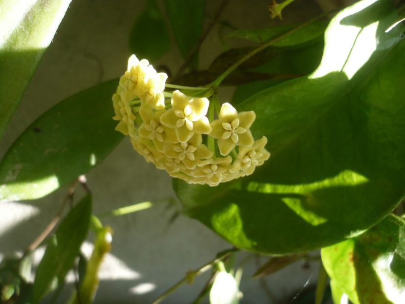 P1340460 - HOYA 2017