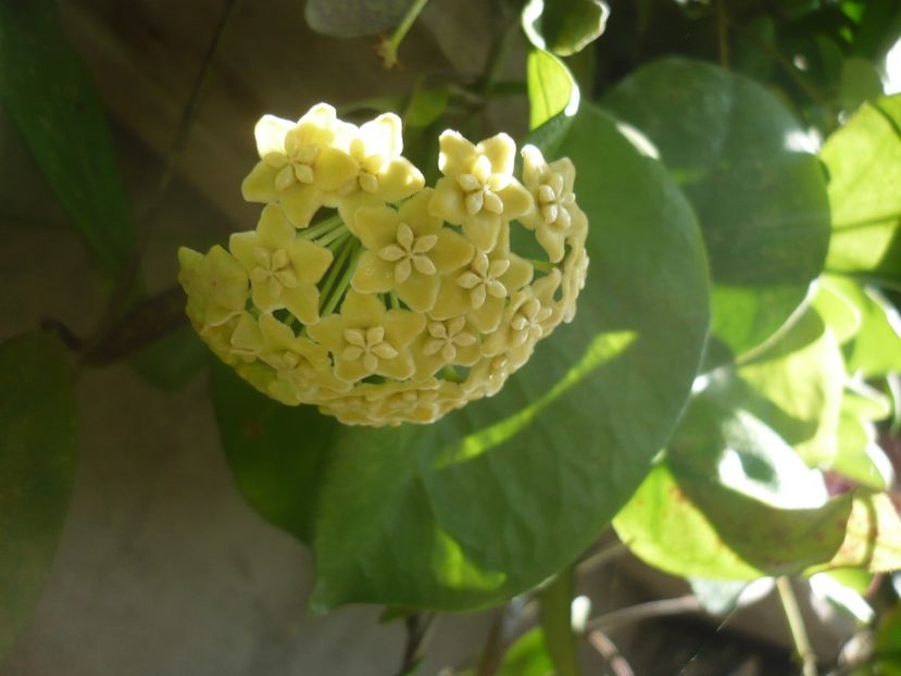 P1340461 - HOYA 2017