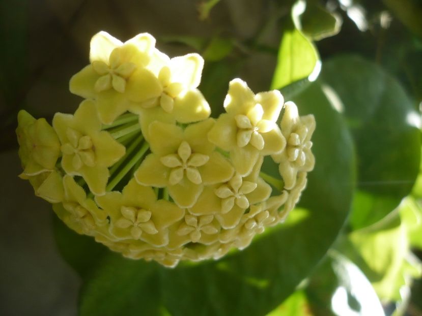 P1340462 - HOYA 2017