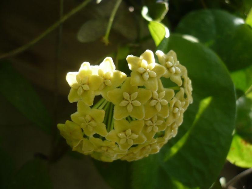 P1340465 - HOYA 2017