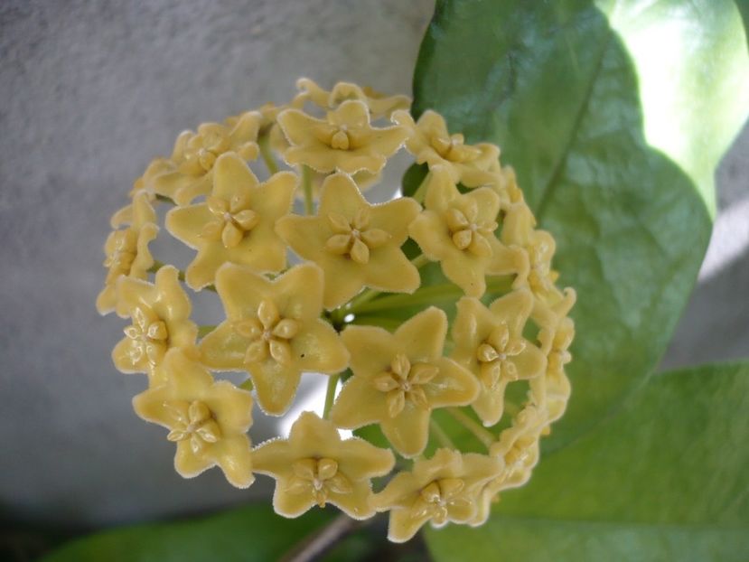 P1340467 - HOYA 2017