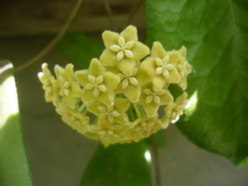 P1340469 - HOYA 2017