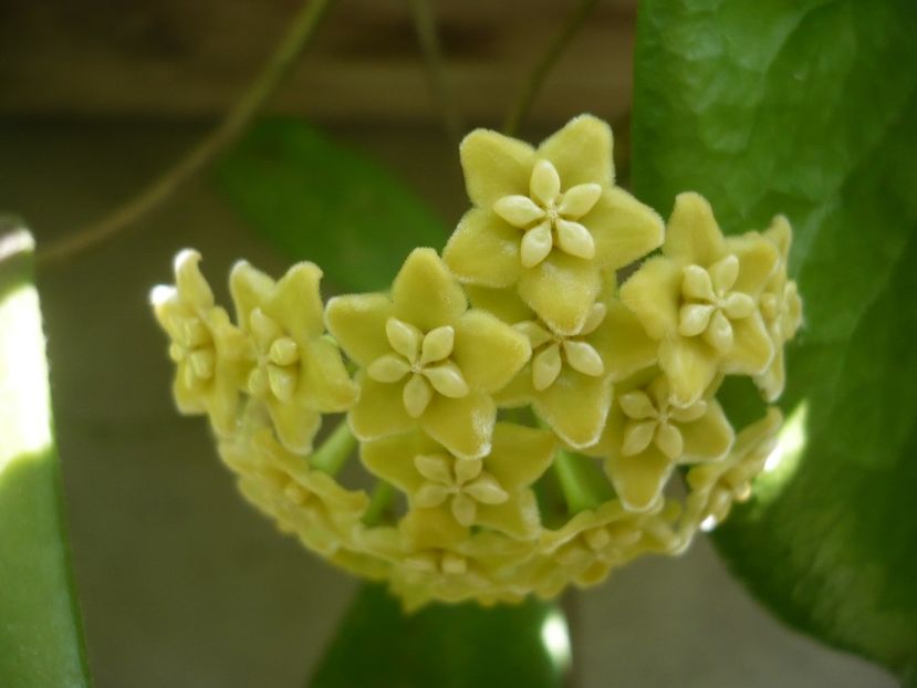 P1340470 - HOYA 2017