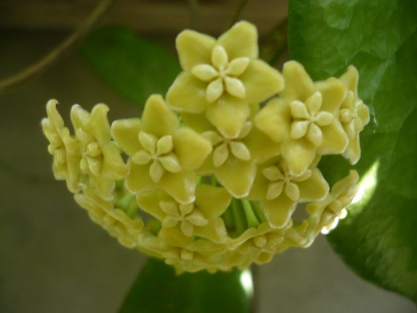 P1340471 - HOYA 2017