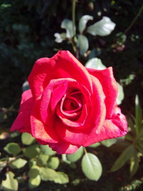  - TRANDAFIRI 2017_2018