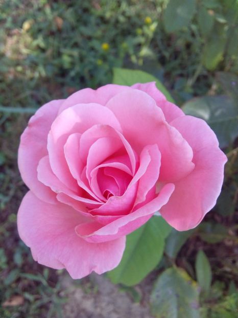  - TRANDAFIRI 2017_2018