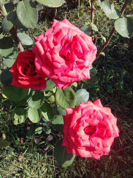  - TRANDAFIRI 2017_2018