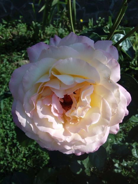  - TRANDAFIRI 2017_2018