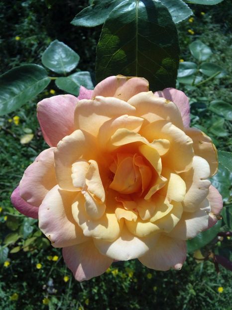  - TRANDAFIRI 2017_2018