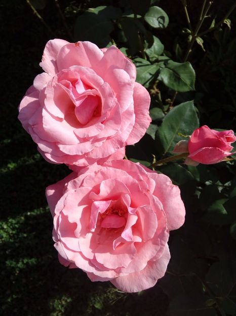  - TRANDAFIRI 2017_2018