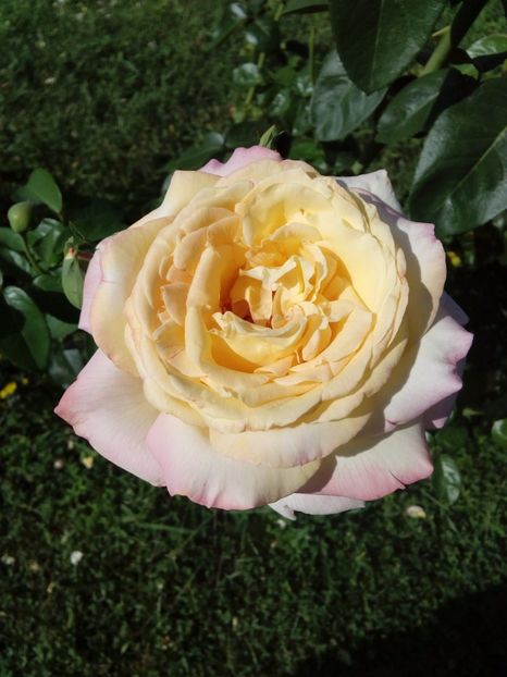  - TRANDAFIRI 2017_2018