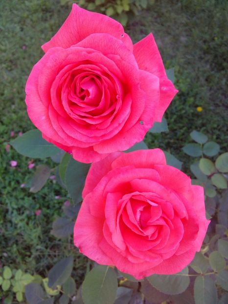  - TRANDAFIRI 2017_2018