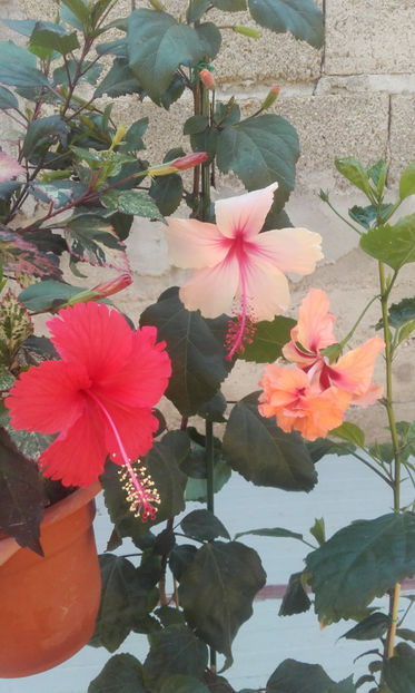  - hibi albo lacinatus