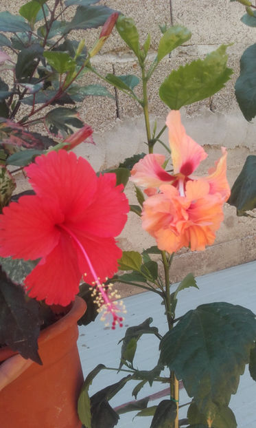  - hibi el cap orange