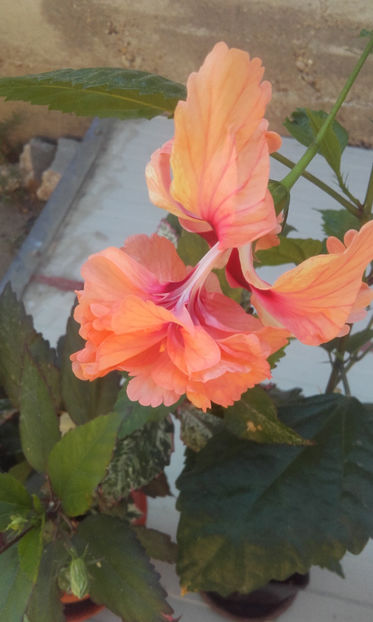  - hibi el cap orange