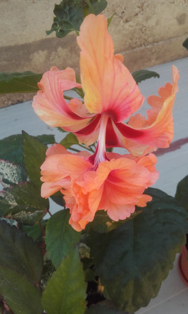  - hibi el cap orange