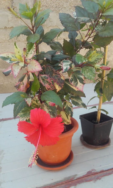  - hibi cooperi rose flake