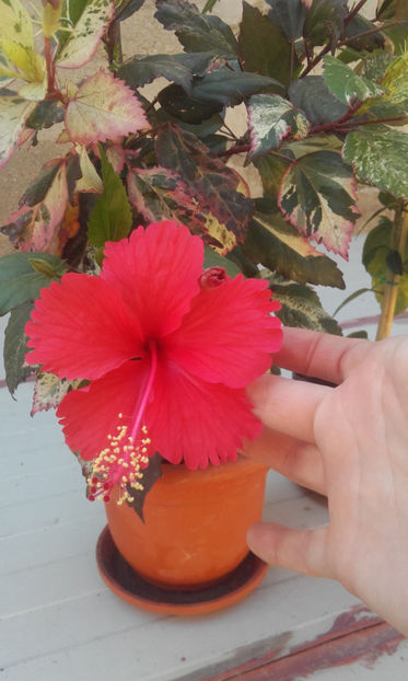 coopery rose flacke - 45 de lei - poze